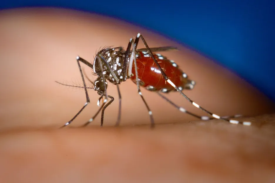 Komár tygrovaný - přenašeč viru chikungunya