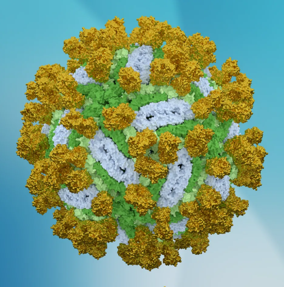 Virus klíšťové encefalitidy s navázanými protilátkami