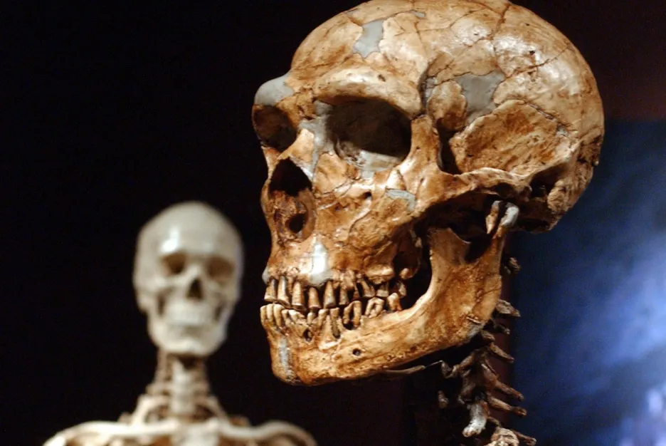Lebka moderního člověka (vlevo) a neandrtálce (vpravo)