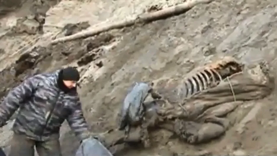 Na Sibiři našli zachovalé ostatky mamuta