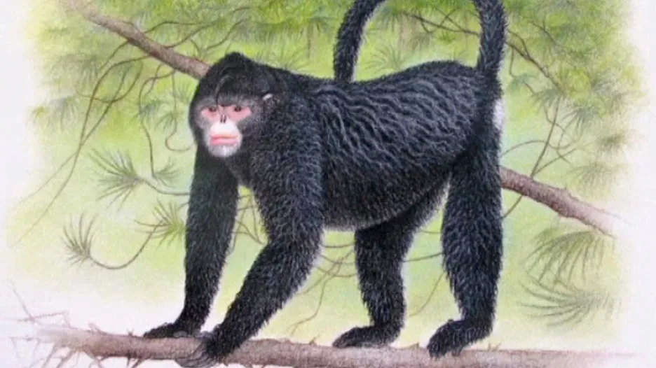 Tuponosá opice (Rhinopithecus strykeri)