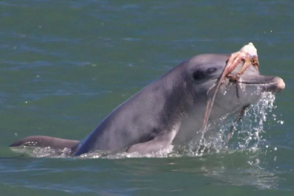 Delfíni loví chobotnice