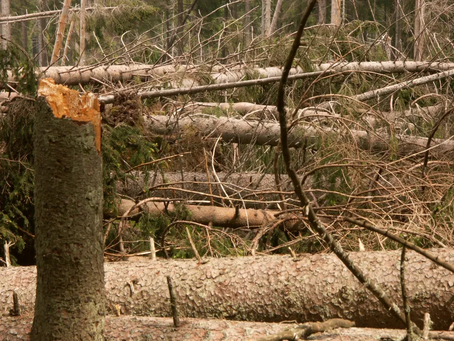 Kritická rizika pro lesní systémy
