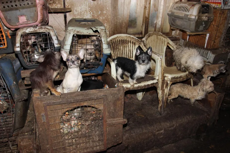 V domě v Kamenici nad Lipou živořily desítky psů