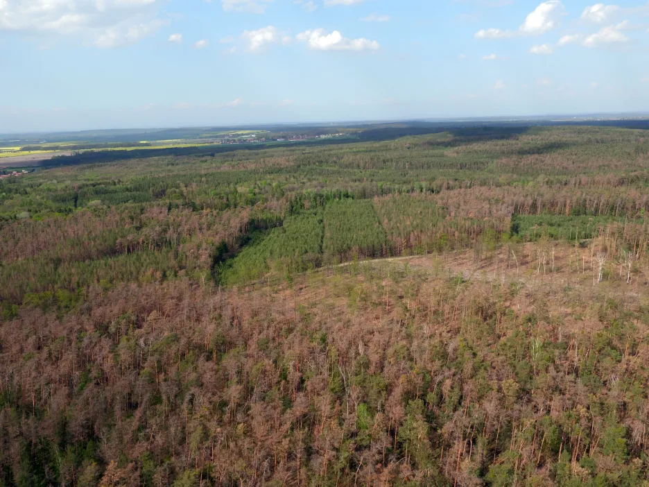 V Polabí usychají borové lesy (snímek z 25. dubna 2019)