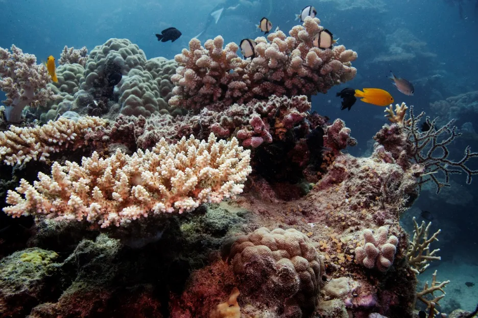 Rozdíl mezi zdravým korálem a odumřelým