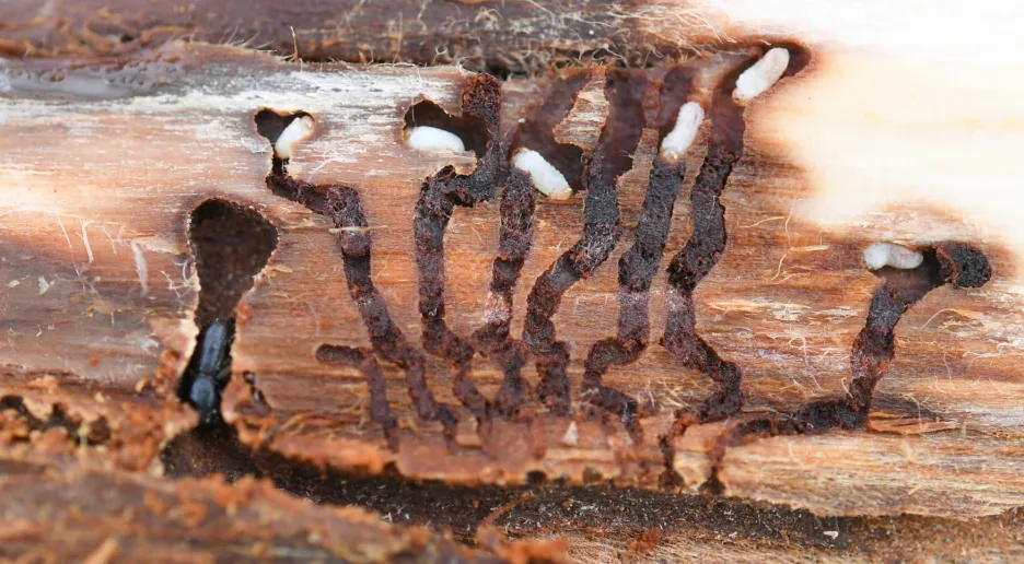 Dřevo napadené kůrovcem