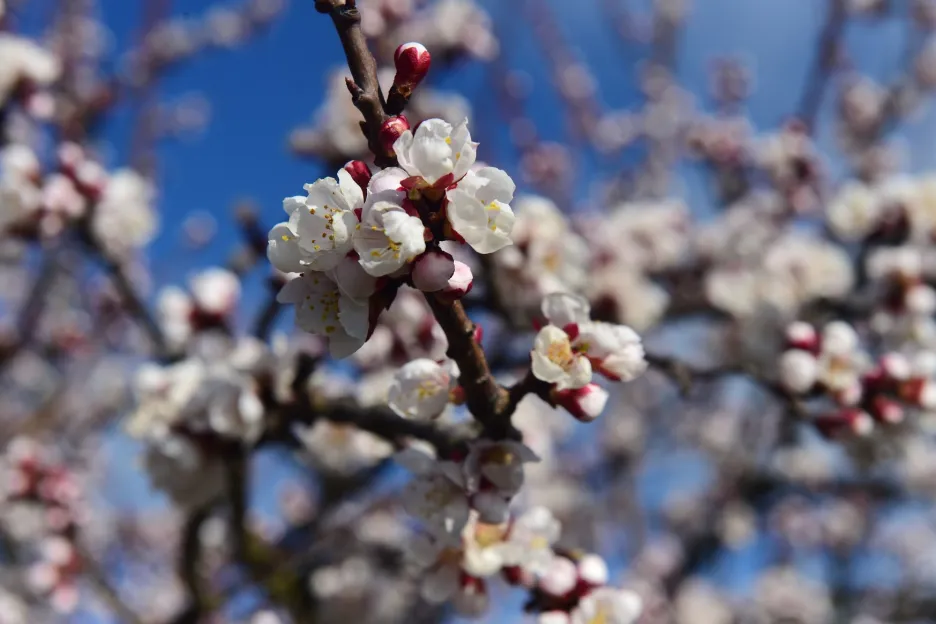 Květy meruněk v Ovocných sadech Nesét ve Veleboři 