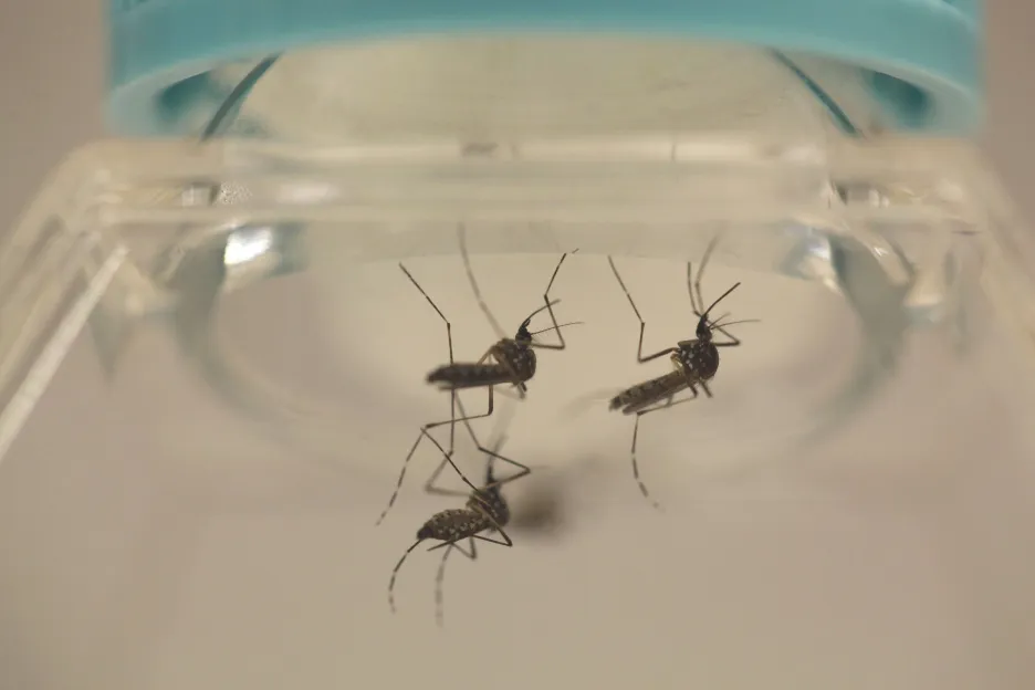 Komár rodu Aedes Aegypti, který přenáší ziku
