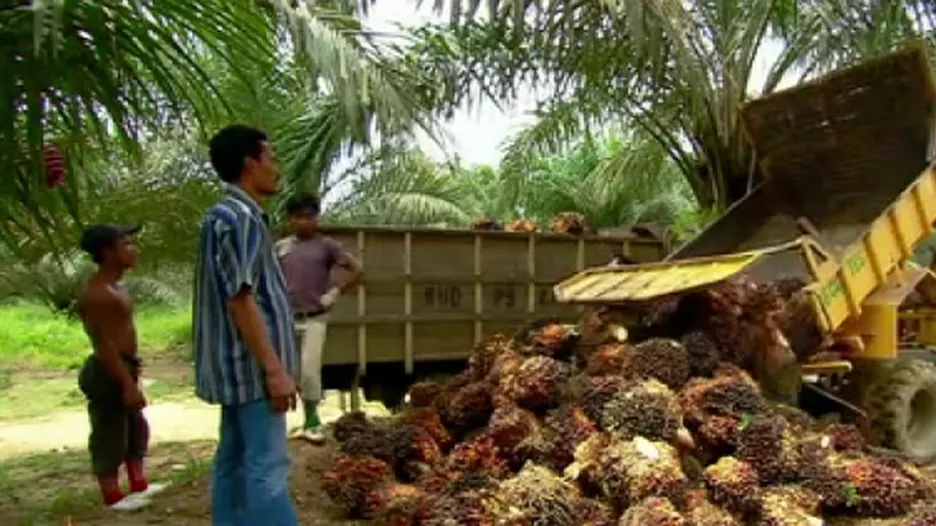 Produkce palmového oleje