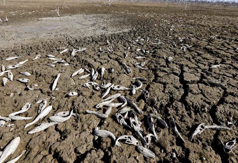Hromada mrtvých ryb ve vyschlém korytu řeky Pilcomayo na hranici Paraguaye a Argentiny
