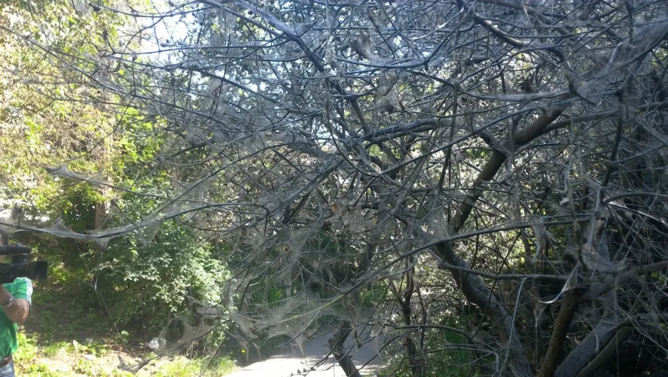 Obalené stromy pavučinou