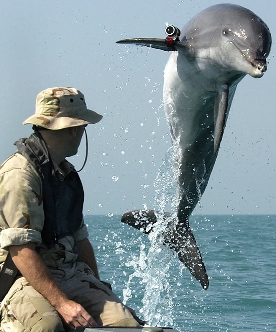 Armádní delfín