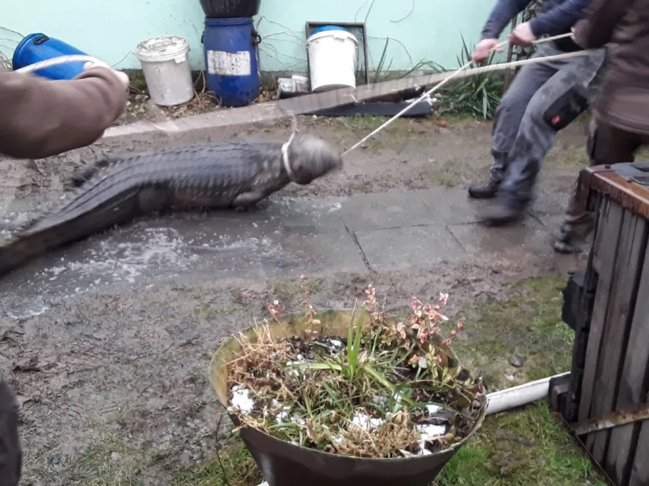 

Živého třímetrového krokodýla objevili hasiči při požáru zahradního domku

