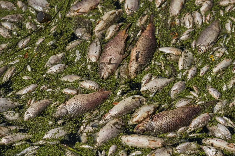 

Hlavní příčinou loňského úhynu ryb v Dyji byly znečištěné povrchové vody a nedostatek kyslíku

