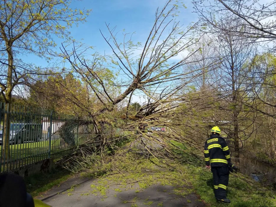 

Česko zasáhl silný vítr. Padající strom v Sokolově zranil ženu a dítě

