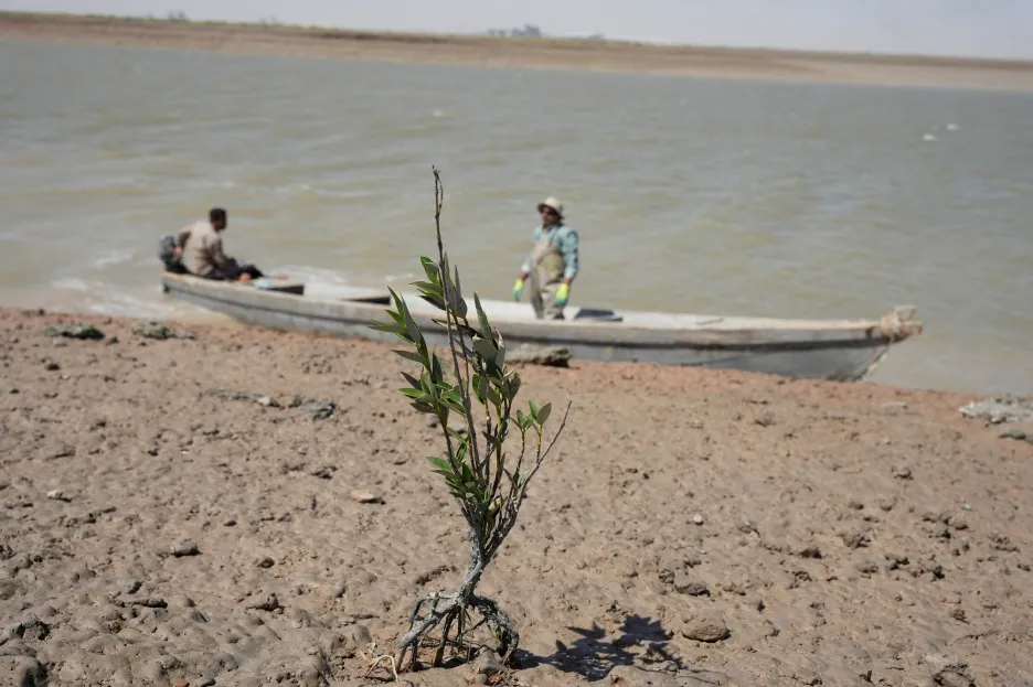 

Mangrovníkové lesy v Iráku mají pomoct v boji s klimatickými změnami 

