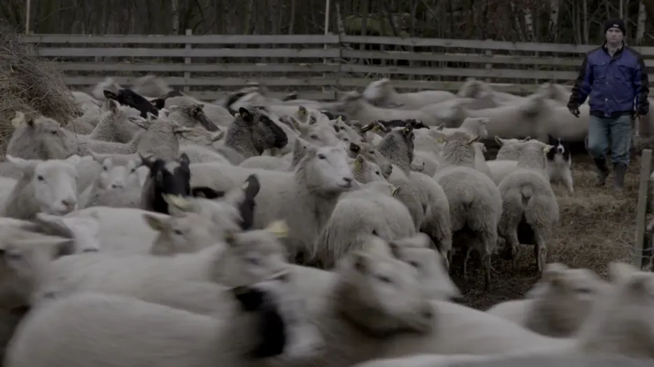 Video Trailer k dokumentu Vlci na hranicích