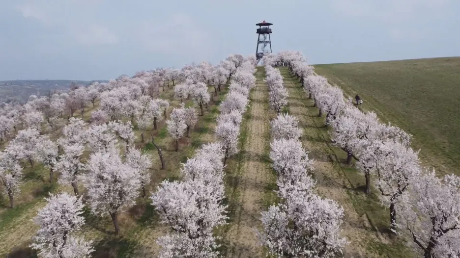 Video Události: Mandloně v Hustopečích jsou obsypané květy
