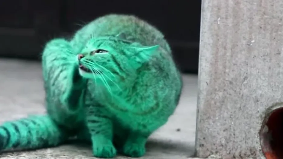 Video Zelená kočka z Varny se ztratila