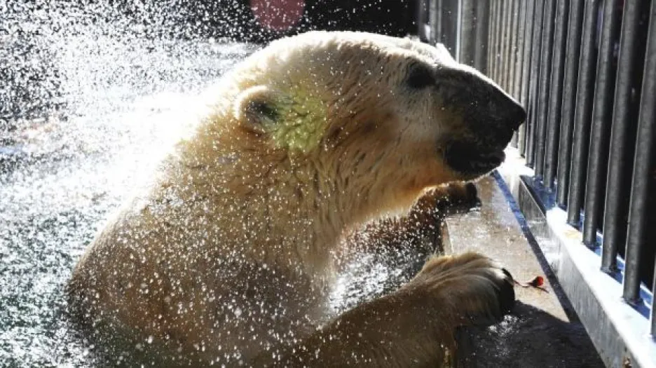 Video NO COMMENT: Lední mědvěd Umca v brněnské zoo