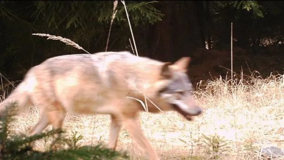 Video Důkaz z fotopasti: Na Kokořínsko se vrátil vlk