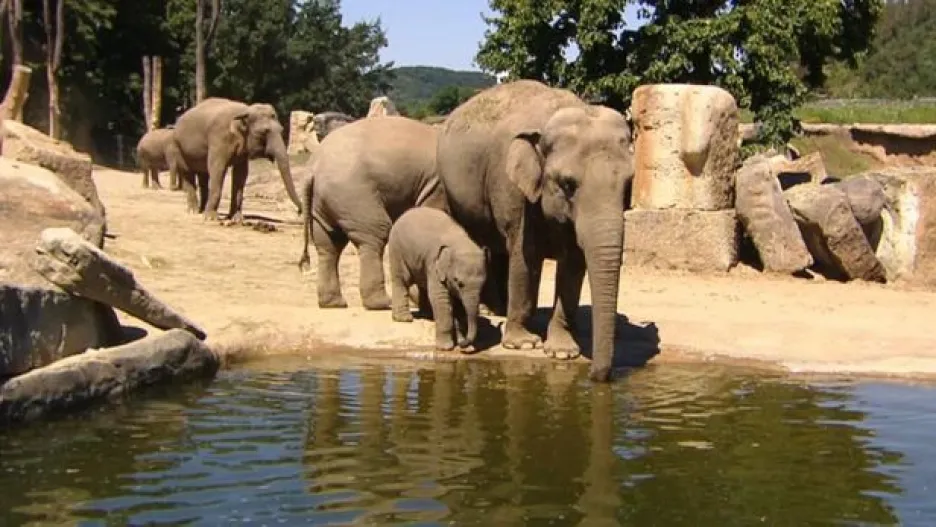 Video Pomoc slonům v Africe