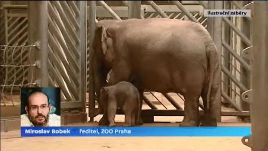 Video Vyjádření ředitele zoo Miroslava Bobka