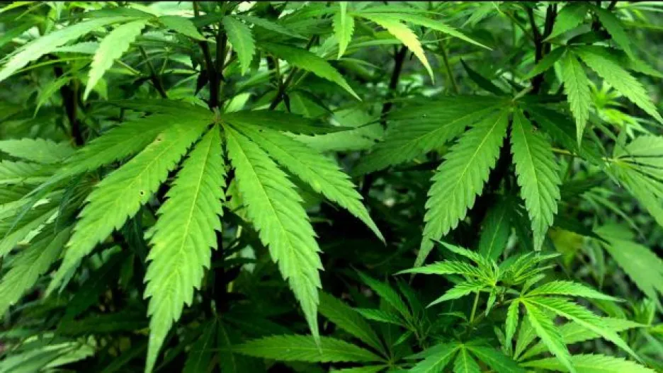 Video Uruguay legalizovala marihuanu