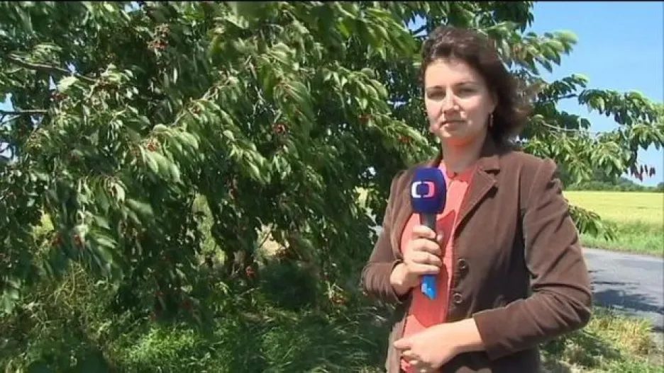 Video Reportáž Evy Knajblové