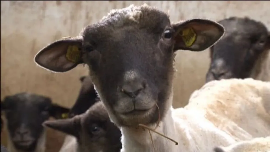 Video Chov ovcí ve městech