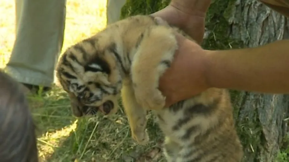 Video NO COMMENT: První zdravotní prohlídka malých tygrů