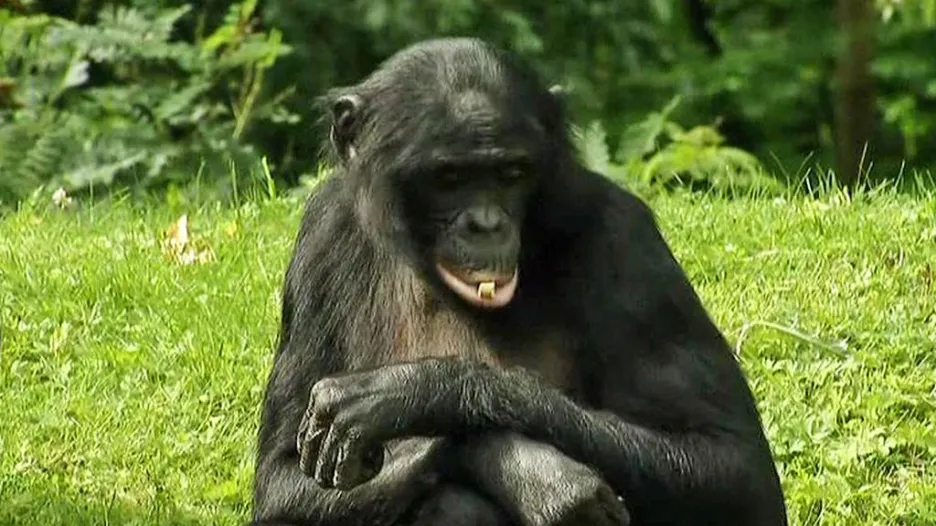 Video Šimpanzí samice a její mrtvý syn