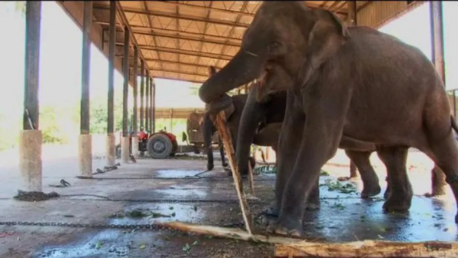 Video Pražská zoo čeká přílet slonic ze Srí Lanky