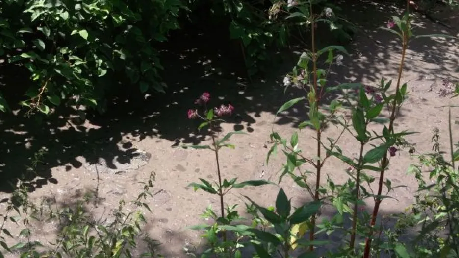 Video NO COMMENT: Do Svratky unikly kaly z čistírny odpadních vod