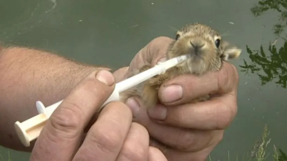 Video NO COMMENT: Záchrana zvířat v Ptačím centru