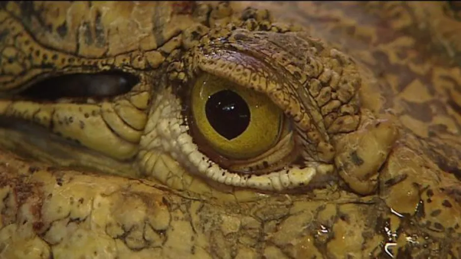 Video Krokodýlí farmy v Mexiku