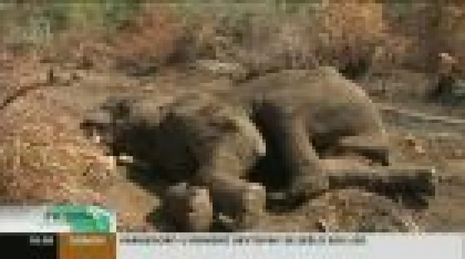 Video Kontroverzní sčítání slonů