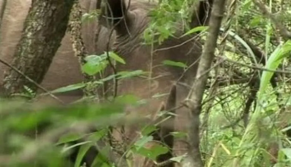 Video V Ugandě se po 27 letech narodilo mládě nosorožce