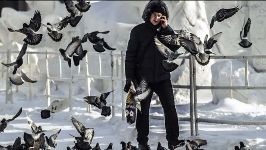 Video Města bojují proti nenápadné hrozbě - holubům