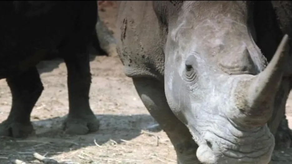 Video Američan zastřelil vzácného nosorožce