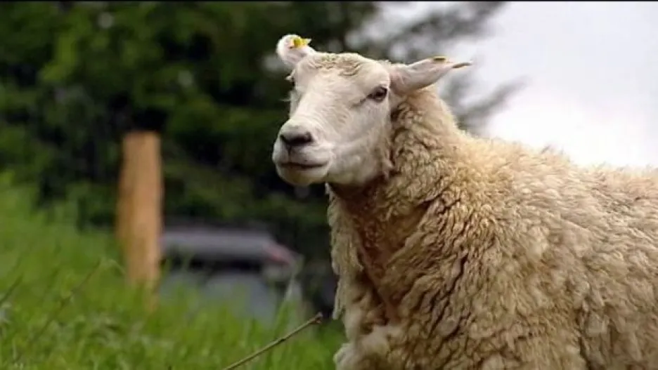 Video Bez internetu si neporadí ani chovatel ovcí