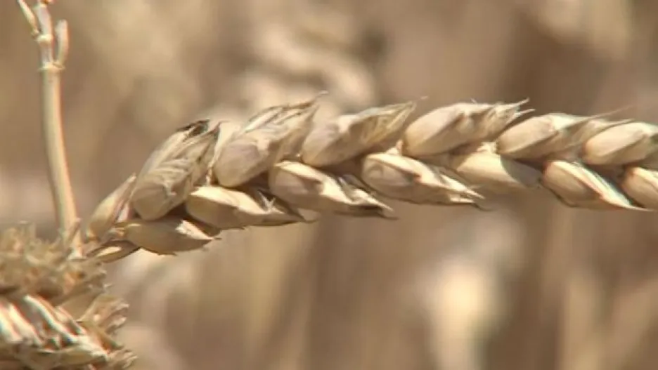 Video Zemědělci teď potřebují dva týdny tepla a sucha
