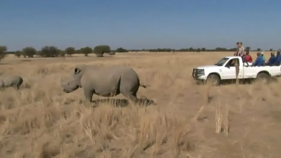 Video Nárůst pytláctví skoro vyhubil světovou populaci nosorožců