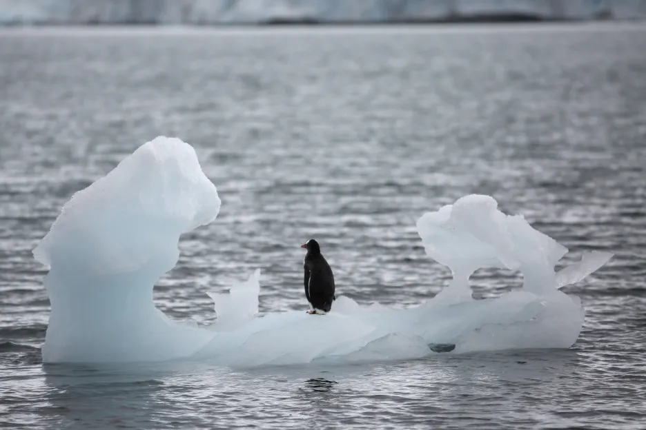 Video Horizont ČT24: Led v Antarktidě taje rekordně rychle