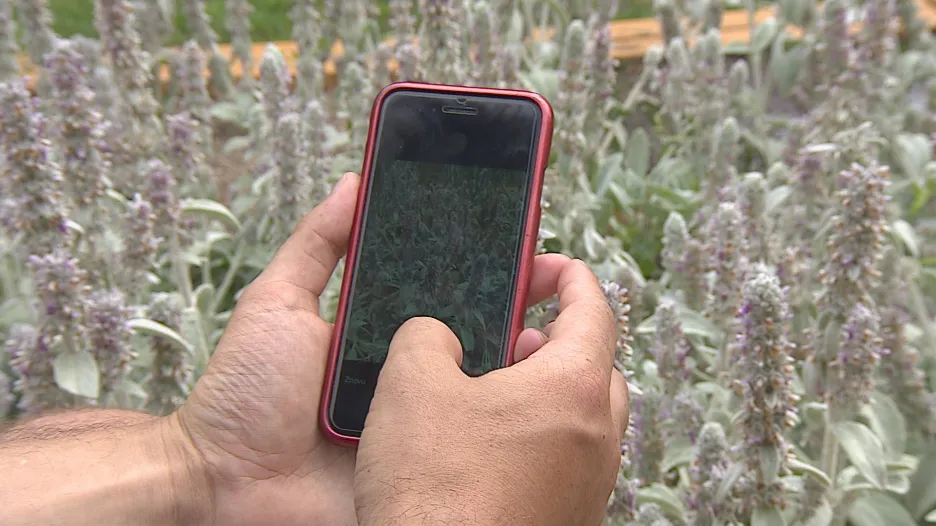 Video Mobilní aplikace pomůže s rozeznáním květin