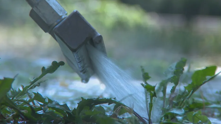 Video Ve Znojmě bojují proti plevelu bez herbicidů