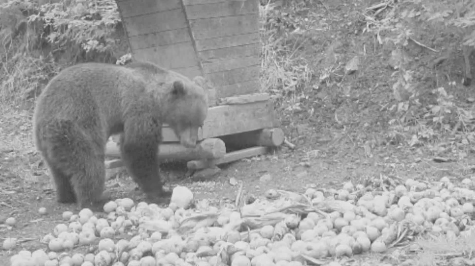 Video Medvěd na Valašsko přišel kvůli bohaté úrodě jablek
