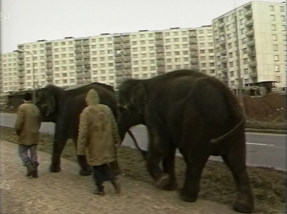 Video Na procházce se slony