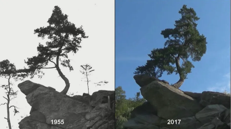 Chudobínská borovice v průběhu let